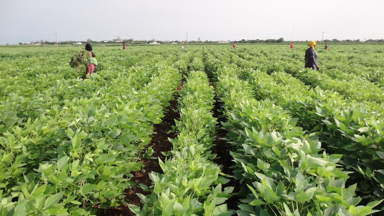 أسئلة واجوبة عن إنتاج واستخدام وتصنيع فول الصويا في السودان