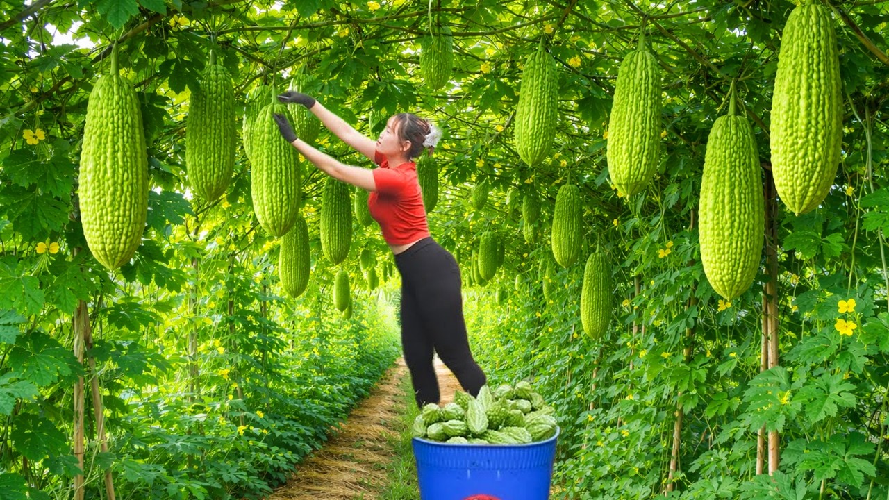 Harvesting Lots of Fresh Green Bitter Melon to Sell at the Countryside Market