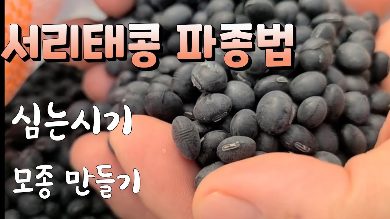 서리태콩 파종시기,서리태모종으로 다수확 방법.서리태 재배법, frost-toothed