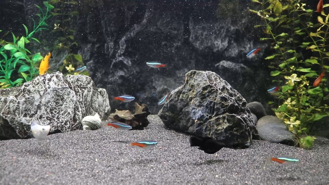 Water Sounds & Fish Swimming | The Best Natural Cure for Insomnia