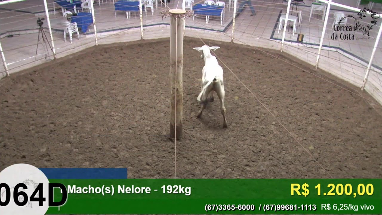 4757º LEILÃO MACHOS CORREA DA COSTA