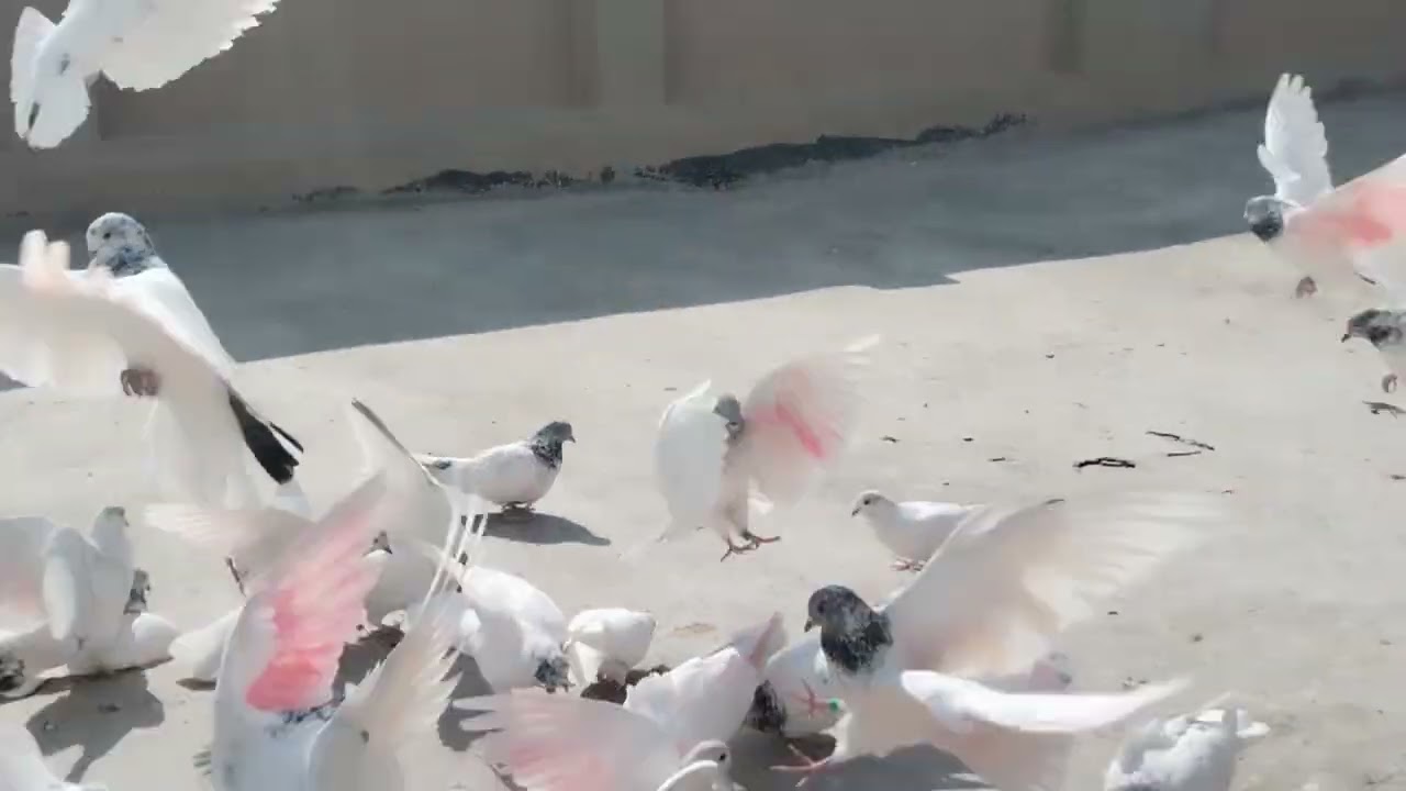 من بعد أمطار 💦 وضباب💨 وصورنالكم بليل وافراخ 🐥🐥جديده لا تنسون القنات تعليقاتكم الحلوه وليكاتكم 👍👍👍