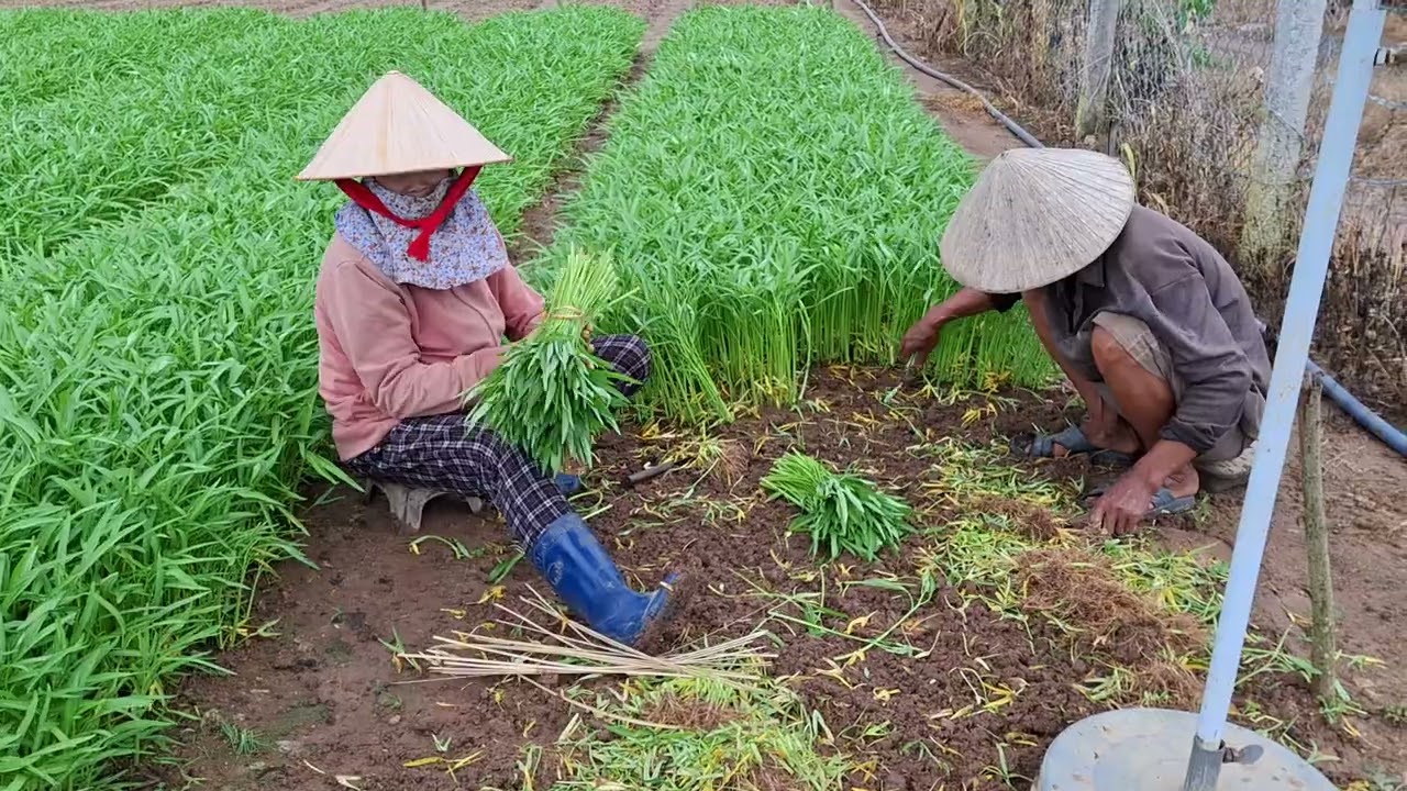 Kỹ thuật trồng rau muống khô đạt năng xuất cao 