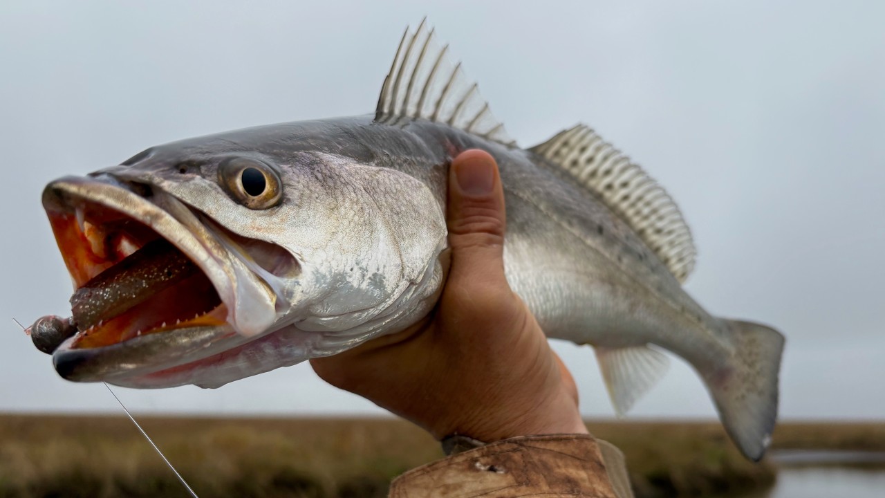 This Area is FULL of Speckled Trout!