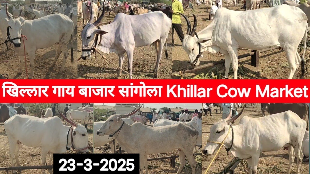 सांगोला खिल्लार गाय बाजार / Sangola Khillar Cow Market / चालू बाजारभाव 23 मार्च 2025