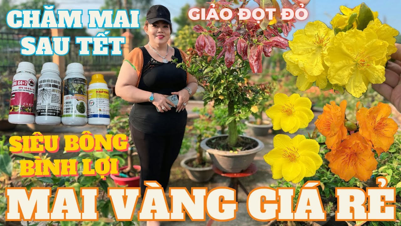 09-03 CHỊ DUNG Giao Lưu Mai Vàng Giá Rẻ, Cam Thiên Lộc, Giảo Ông Thầy, Giảo Đọt Đỏ • THÀNH TRỌNG LÊ