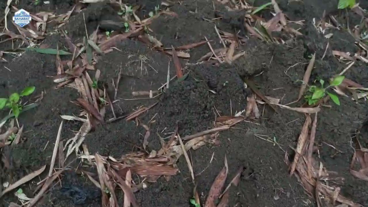 AKHIR BULAN FEBRUARI 2026, SUDAH BISA PANEN SAYURAN DAUN😍😍😍