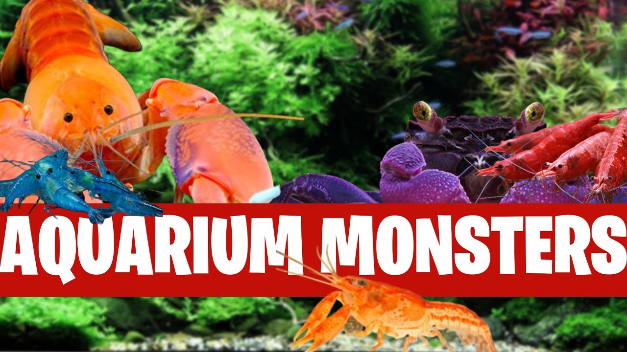 Quels colocataires pour vos CREVETTES ? - FLORE-AQUATIQUE