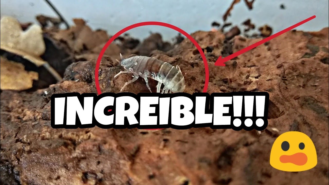 Cochinilla de la humedad Mudando ¡Parece un Alien 👽! Isopodos