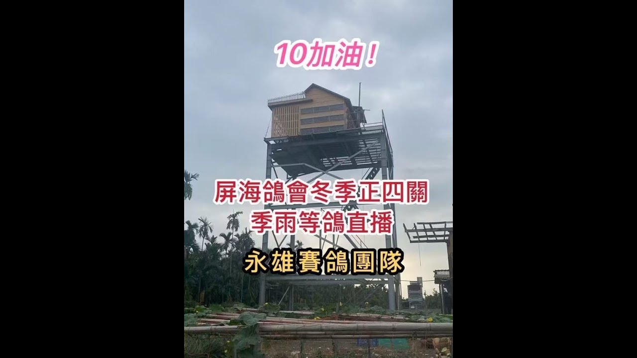 2025南海冬季屏海鴿會正四關雄哥鴿舍等鴿直播