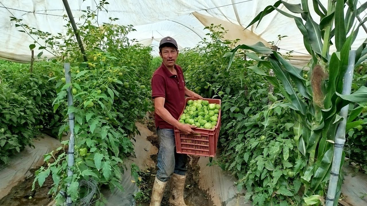 ASOMBROSO y PERFECTO CULTIVO de TOMATE de CASCARA