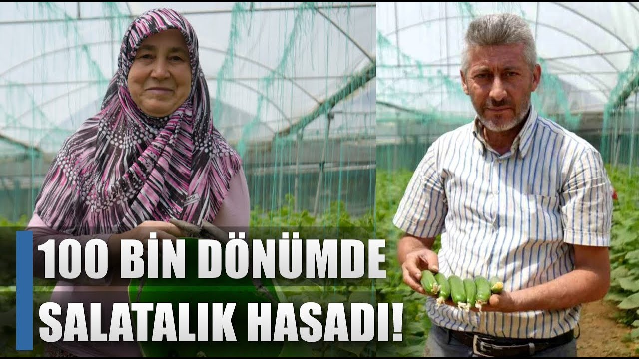 Marmara'nın K&uuml;&ccedil;&uuml;k Antalya'sında Salatalık Hasadı! / AGRO TV HABER