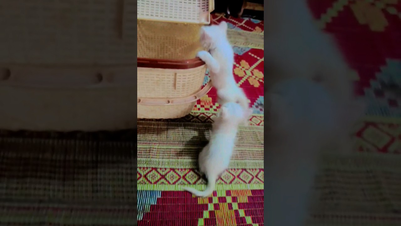 Purssian Baby cat playing funny moments#youtuber #viral #shortsfeed#kitten