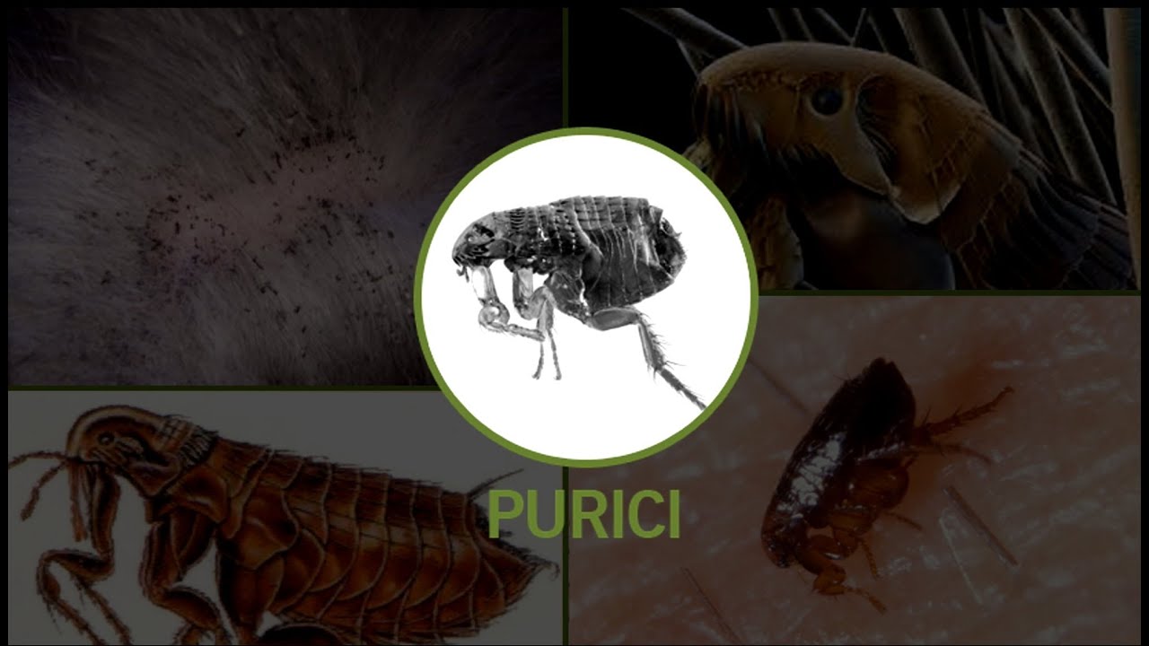 Dezinsectie purici, solutii impotriva puricilor, insecticide