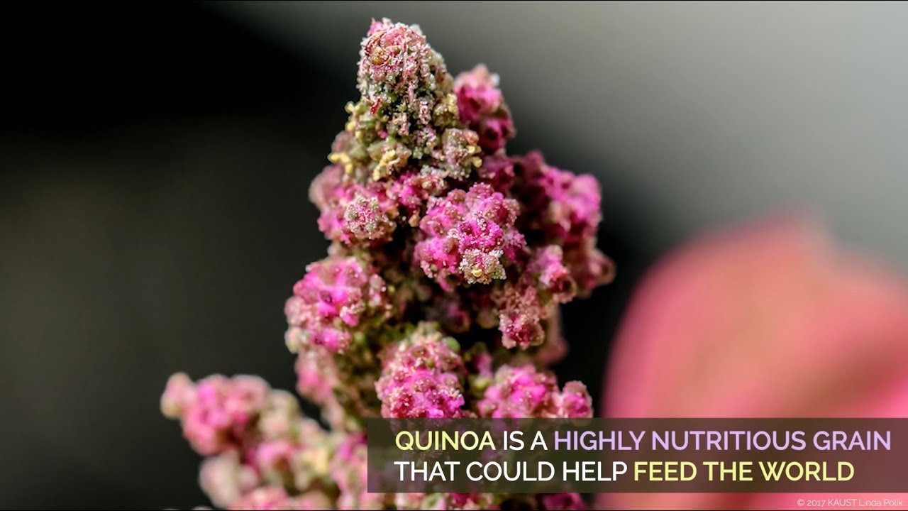 Quinoa genome accelerates solutions for food security