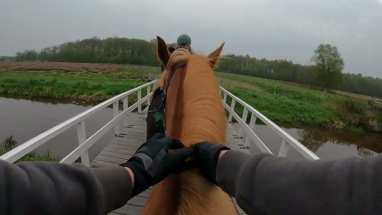 Rc het Fjordenpaard // Mei week 1 2025