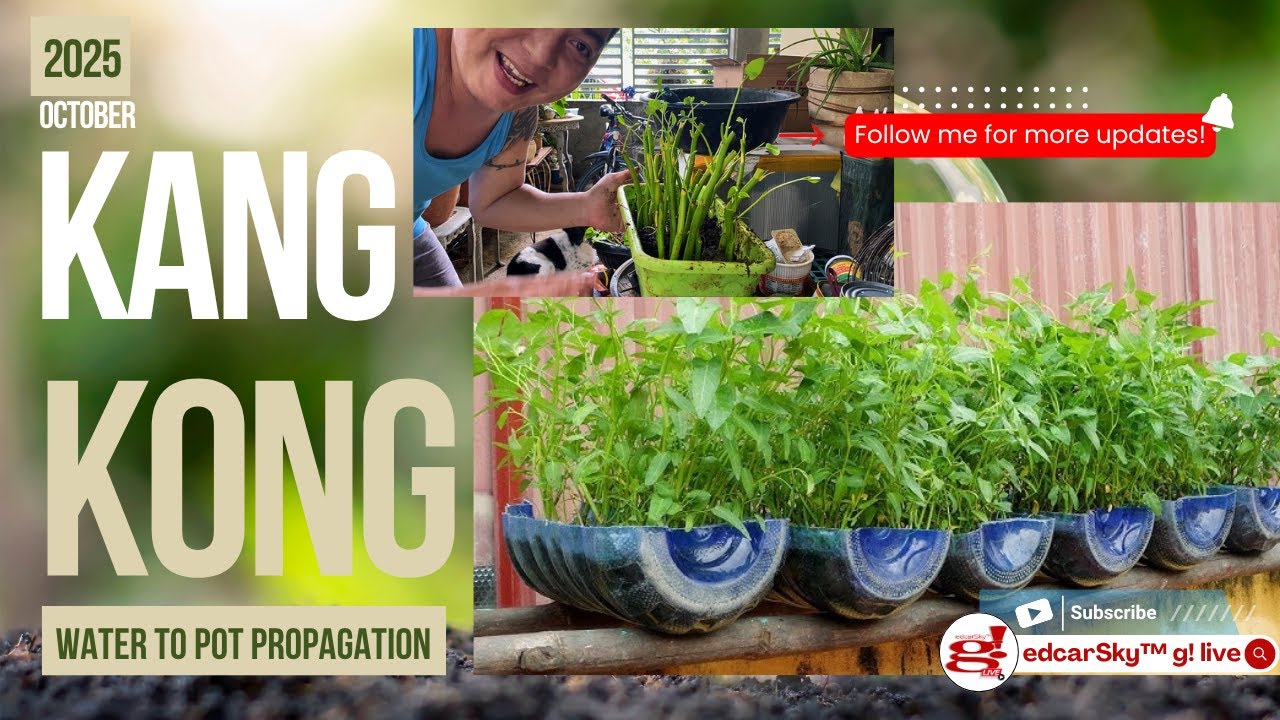 Tipid tipid dahil Mahal na Bilihin Kaya Magtanim ng Kangkong