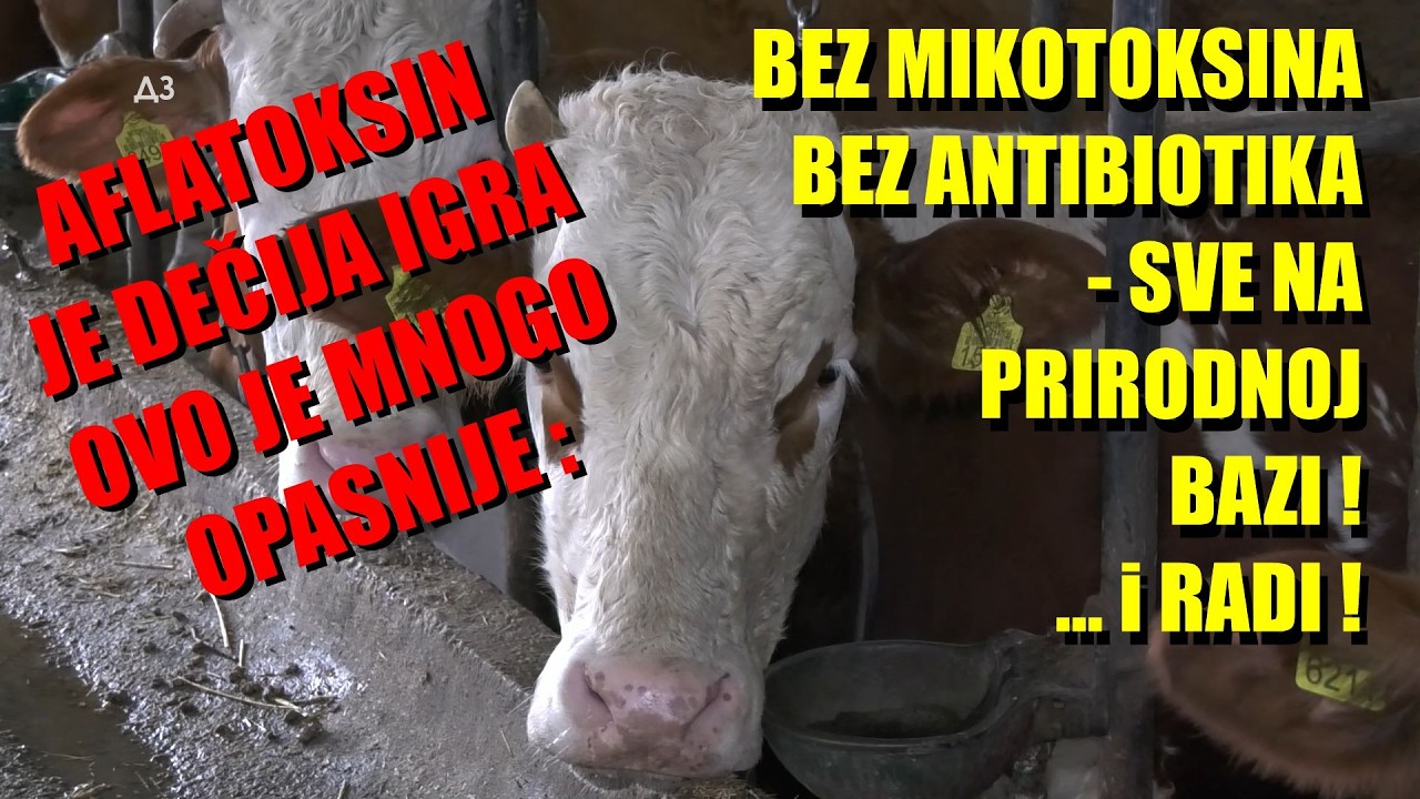MODERNA FARMA - OVO UMESTO ANTIBIOTIKA ZA ZDRAVO MLEKO - a ovo je NAJVEĆI problem o kojem NE GOVORE!