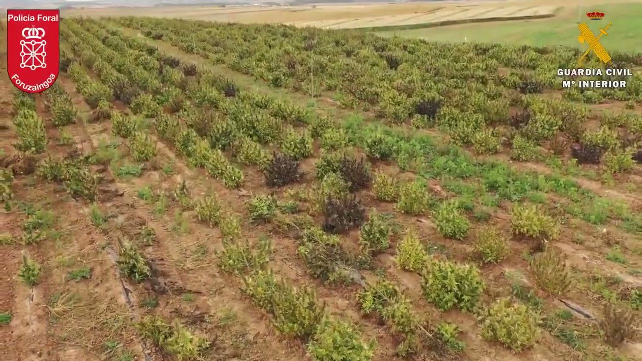 Large-scale cannabis plantation in Spain