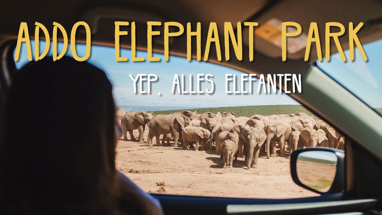 Umgeben von 100 Elefanten: Addo Elephant Park • #Südafrika • Reisevlog 268
