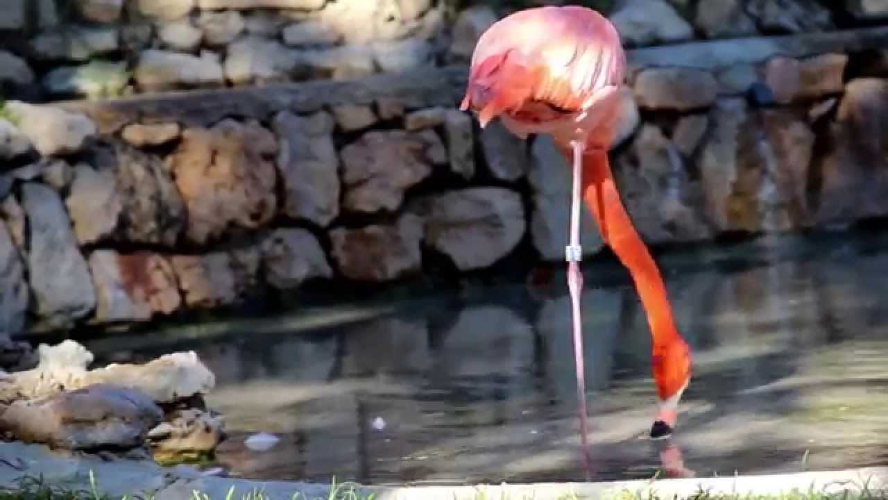 1049 Flamingo standing on one leg one legged ostrich