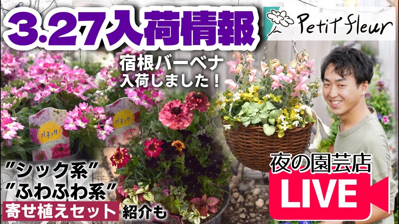【園芸】春の花 入荷情報＆寄せ植え紹介！#バーベナ#ガーデニング