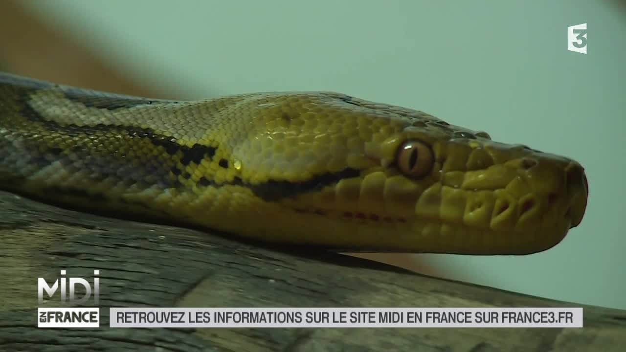LE FEUILLETON : Dans les Côtes-d'Armor les reptiles ont leur ange gardien