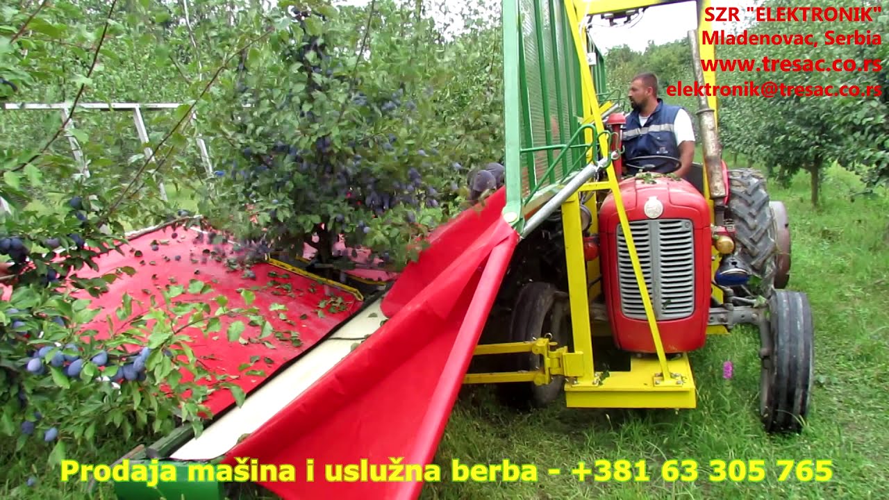 Berba šljive SP-SUPERIOR Srbija 2016 / Plum harvesting, Serbia 2016