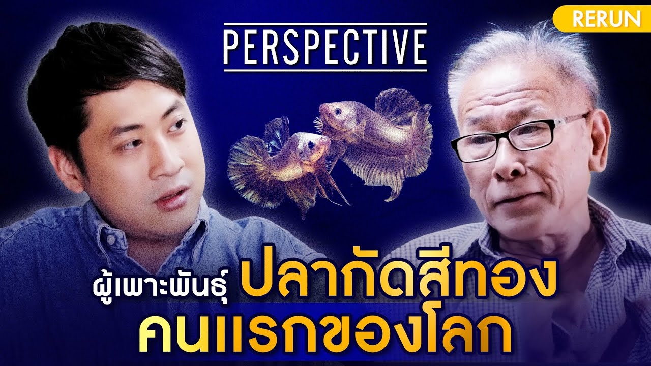 ผู้เพาะพันธุ์ปลากัดสีทองคนเเรกของโลก | PERSPECTIVE RERUN EP13/2019