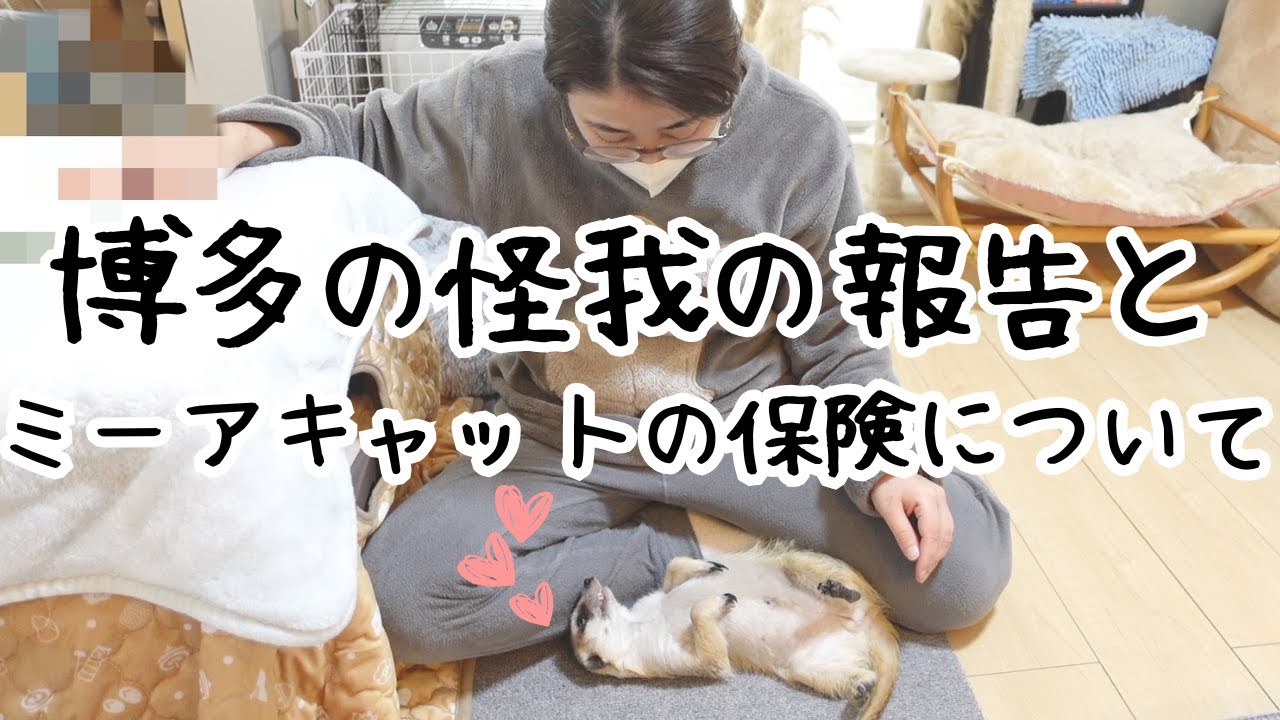 博多の足の怪我の報告と、ミーアキャットの保険について👀