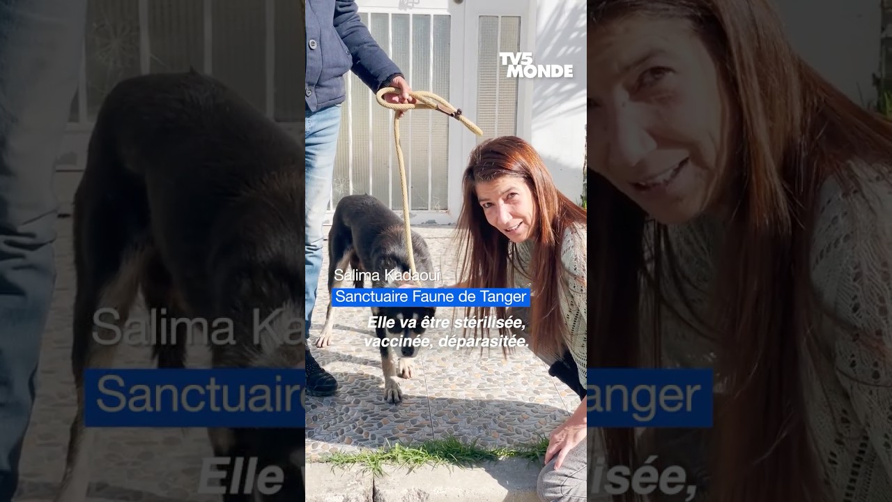 ⚽️ Coupe du monde 2030 : le Maroc va-t-il vraiment abattre des millions de chiens ?