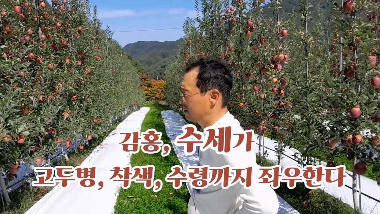 감홍, 수세가 고두병, 착색, 수령까지 좌우한다