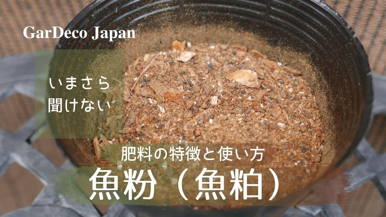 【いまさら聞けない】魚粉肥料の特徴と使い方【有機肥料】