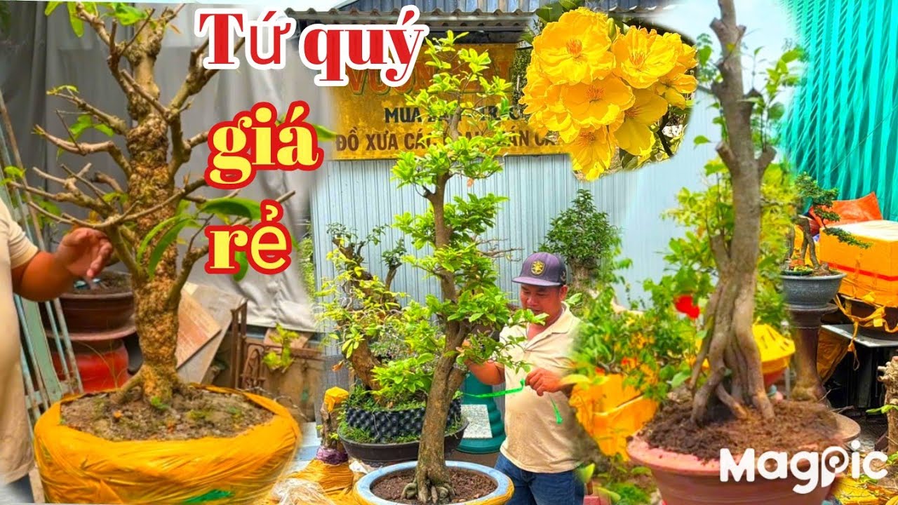 A Mỹ 👉 Zalo 0919996852 💥 GL mai Tứ quý giá rẻ vai xù, chiếu thủy, nguyệt quế tại AG 