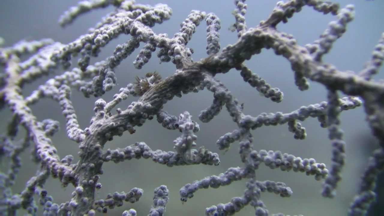 Lembeh - Coral Diving - Two Fish Divers