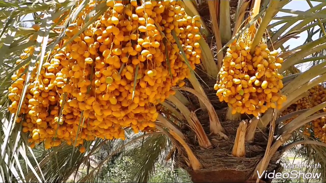 # التمر الزهدي سيد أصناف التمور العراقية على الإطلاق