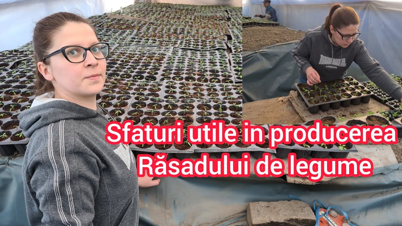 Producerea rasadurilor de legume in gospodarie Sfaturi si idei in cresterea lor