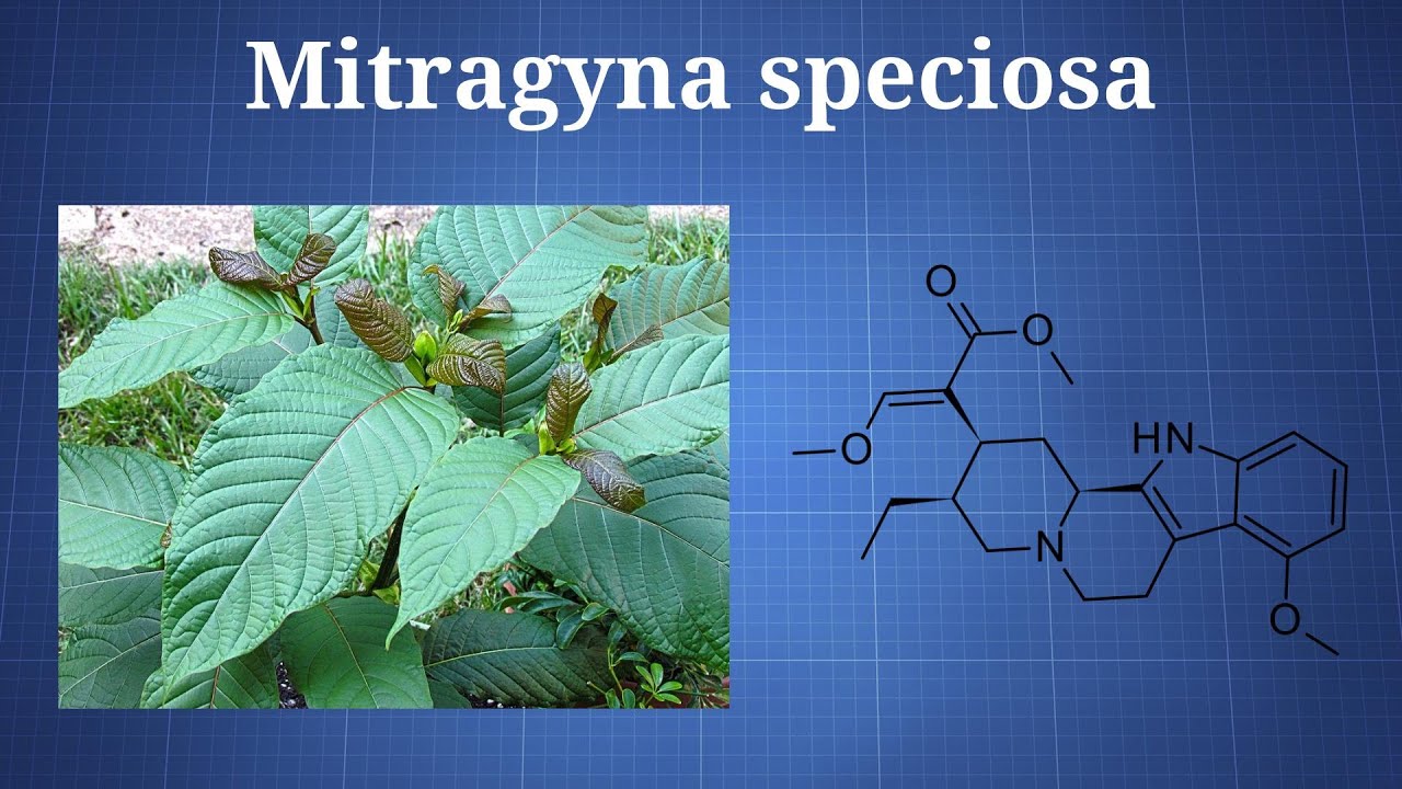 Kratom (Mitragyna Speciosa): What You Need To Know
