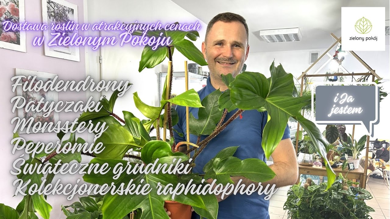 Dostawa roślin w Zielonym Pokoju. Kolekcjonerskie raphidophory i Bella Buldog Francuski :-)