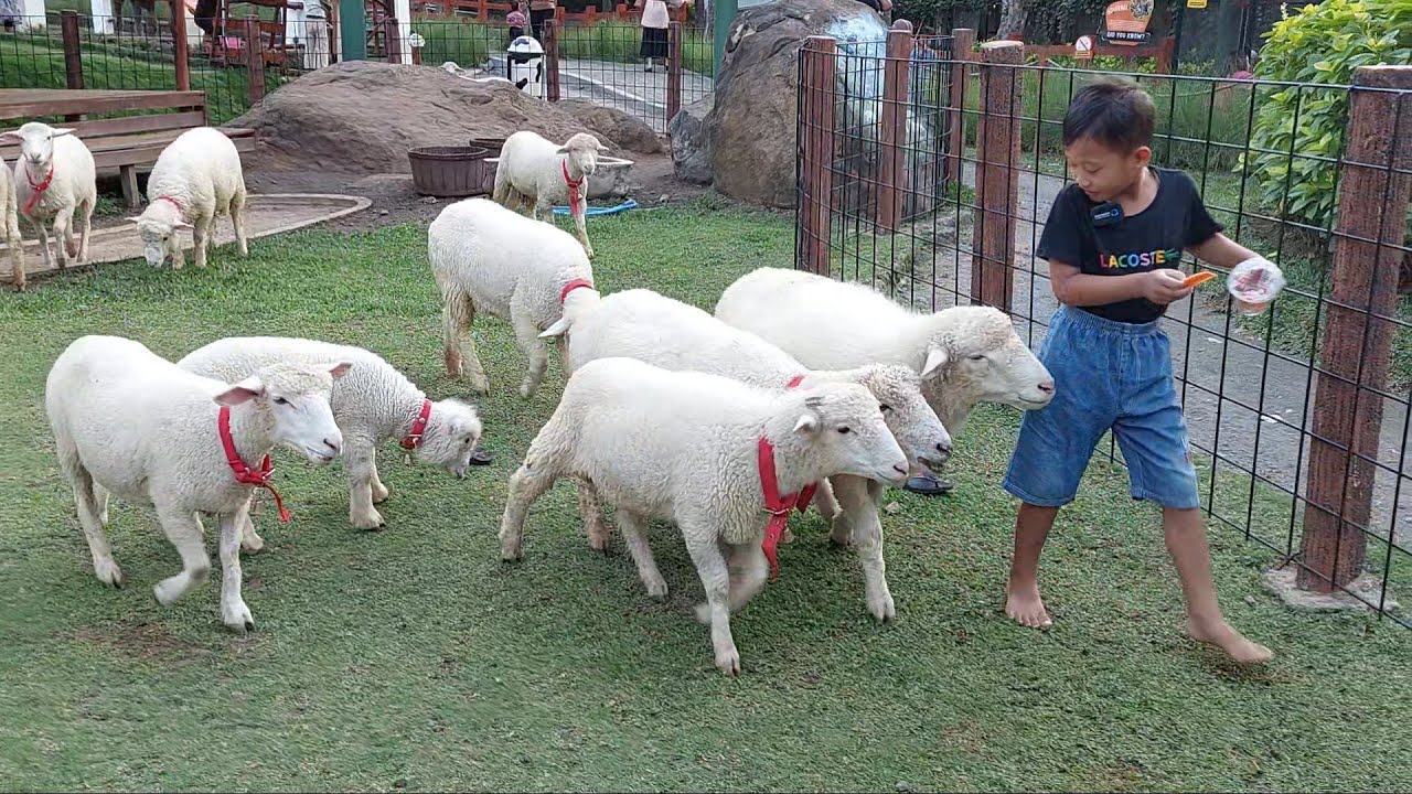 Dikejar Domba Lucu