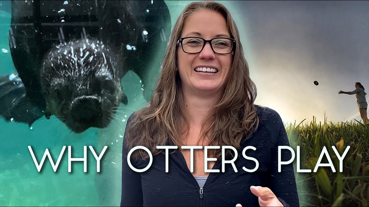 Why Do Sea Otters Play? | A Marine Biologist Explains