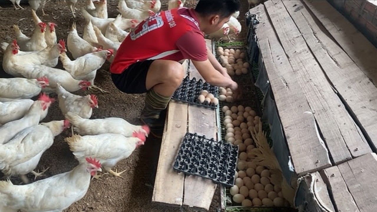 Full Nest Egg Harvest! Collecting Hundreds of Fresh Eggs Fast.