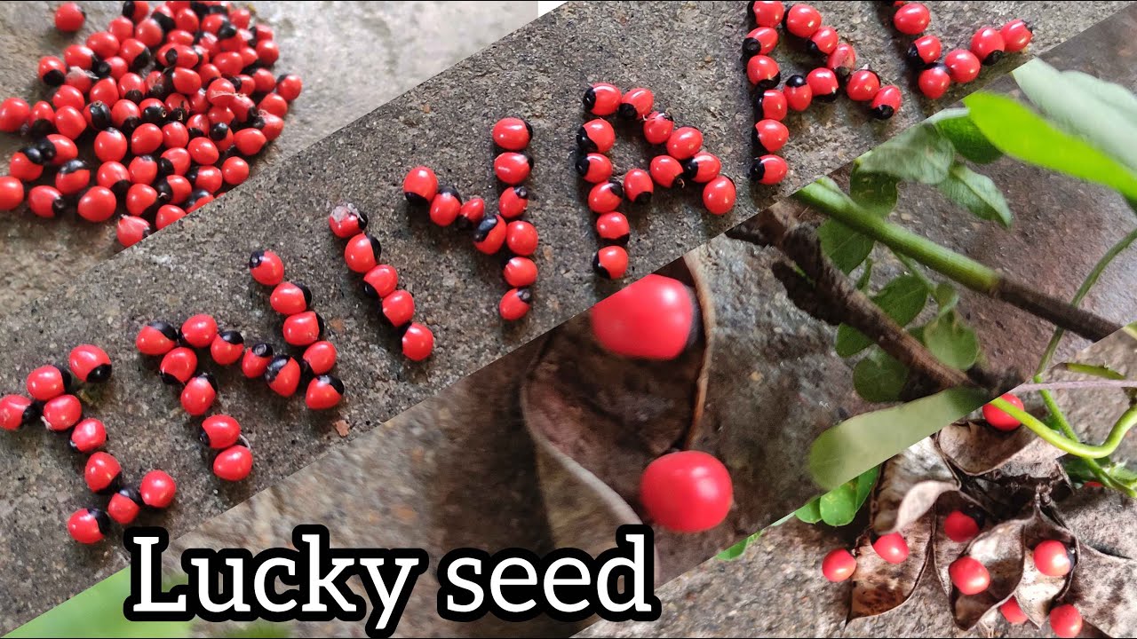 Kundumani | lucky seeds | Kundri mani/rosary pea | குன்றின்மணி | குண்டுமணி | மூலிகை செடி