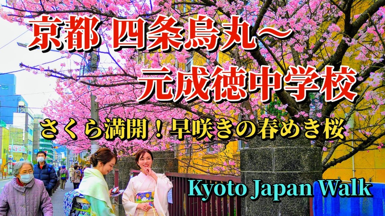 3月19日(火)【Shijo Karasuma】🌸レトロ建築に映える「春めき桜」が見頃です♪卒業生を満開の桜とともに送り出したい･･･そんな気持ちから3月に咲くように改良された品種だそうです。