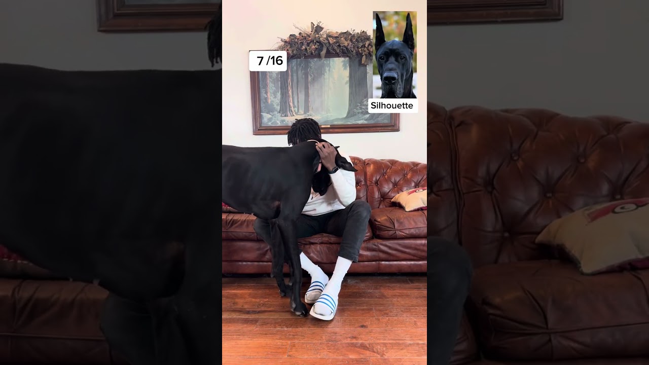 Do you think you could&rsquo;ve guessed them All correctly? 🧐 #dogsofyoutube #funnydogvideos #funny video