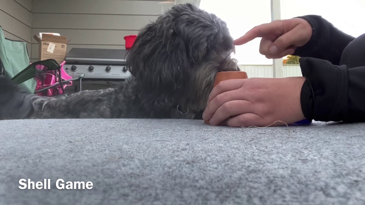 How to teach a dog to do the Shell Game