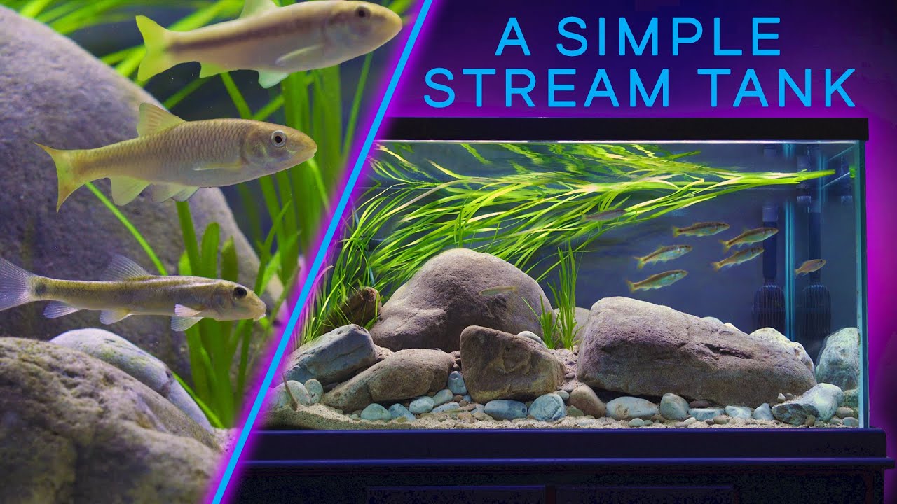 This STREAM Aquarium is Mesmerizing — EASY PLANTS