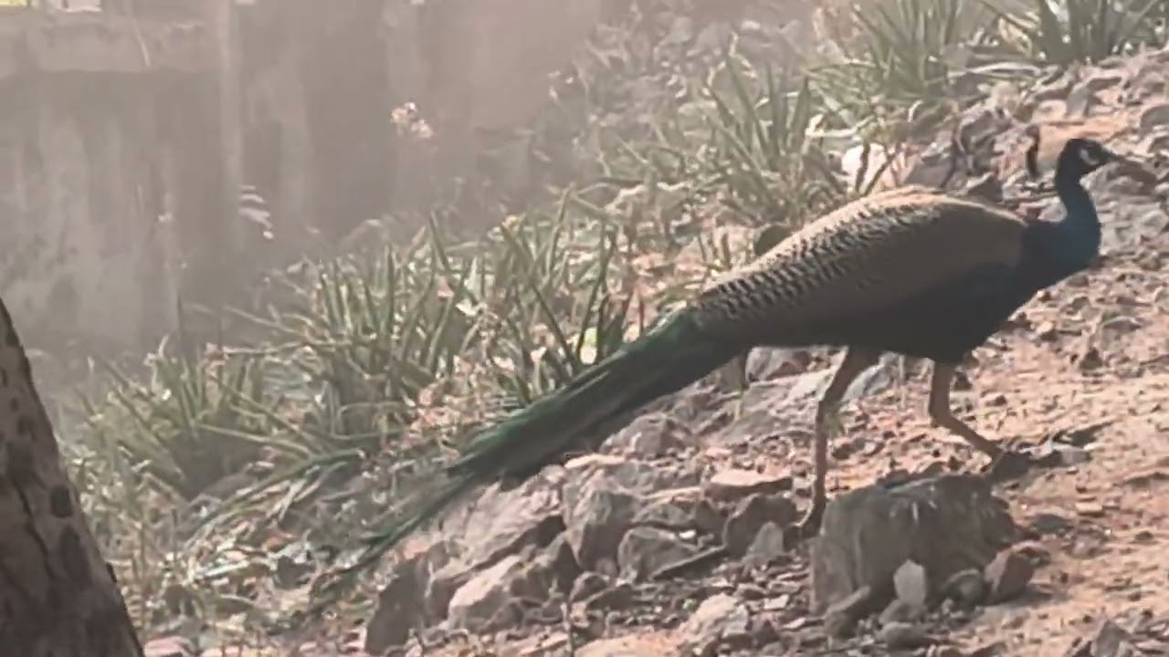 🌴🦚🦚🦚🦚🌲The peacock was very hungry today#trending #viral #nature #viralvideos #trendingvideo #peacock