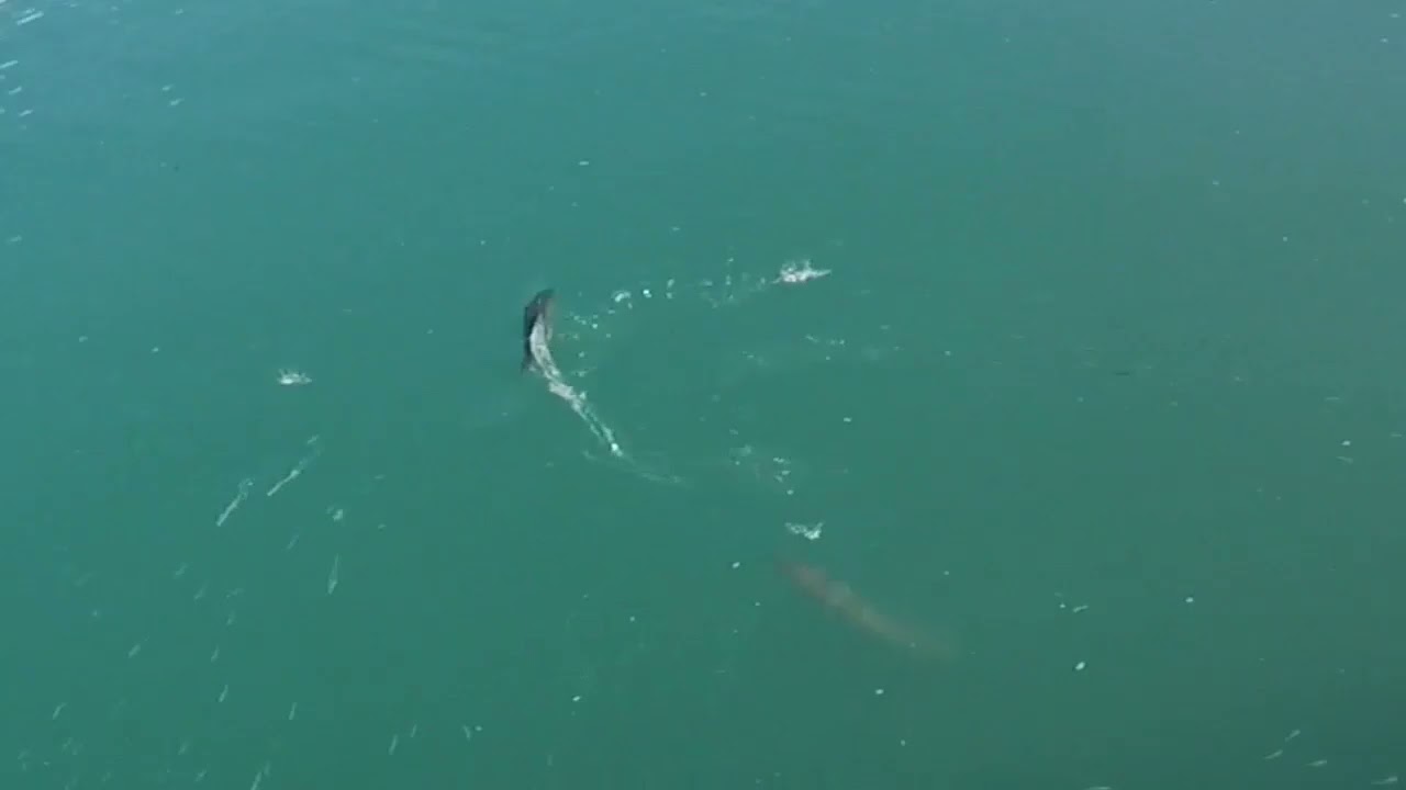 PART 2 DOUBLE TROUBLE AT OHOPE WHARF(OHIWA HARBOUR)