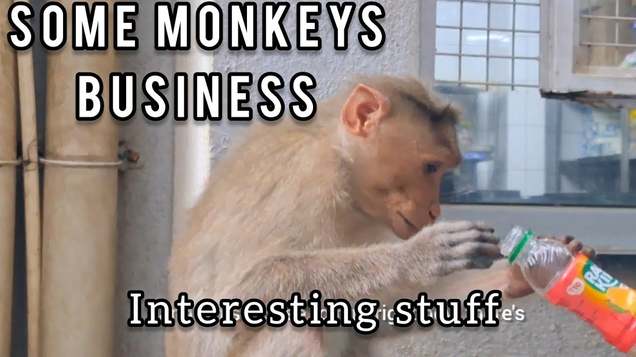 Monkey interaction 😅